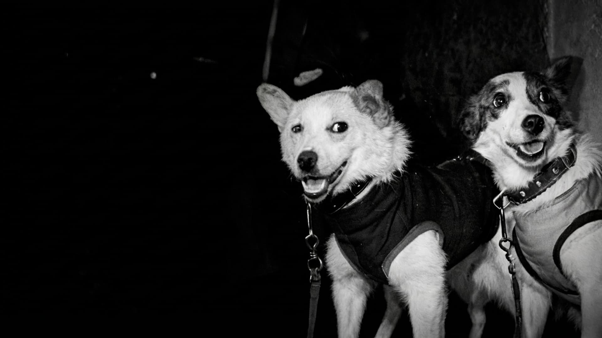 Белка, Стрелка и другие